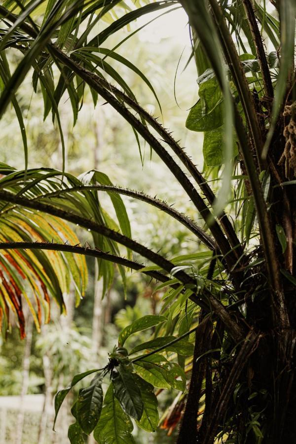mist at Cape Tribulation Villa Exterior foto